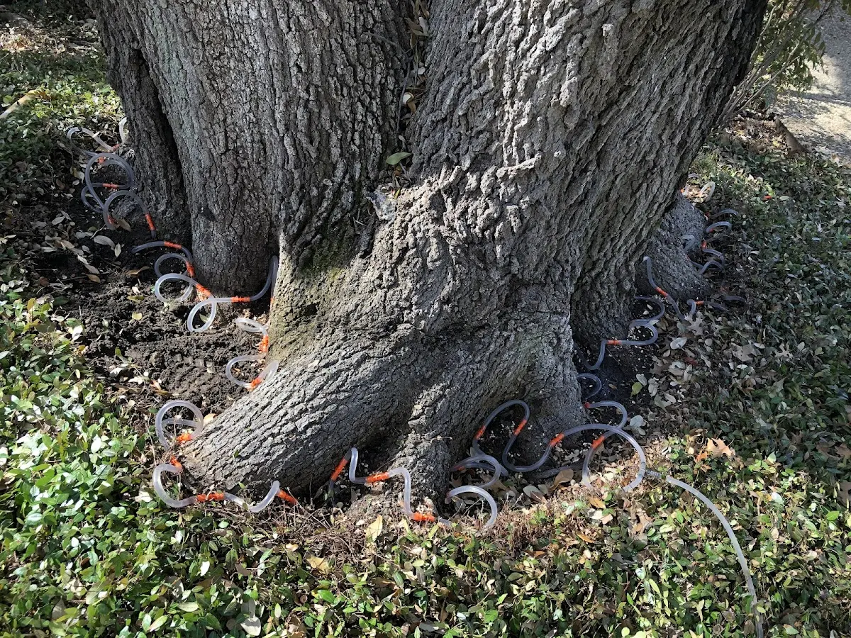 Detailed Tree Cabling and Bracing job site in Jenkins